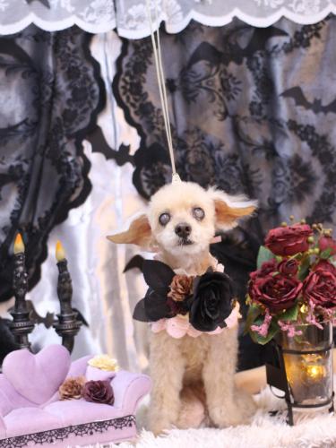 20231008桃果ちゃん